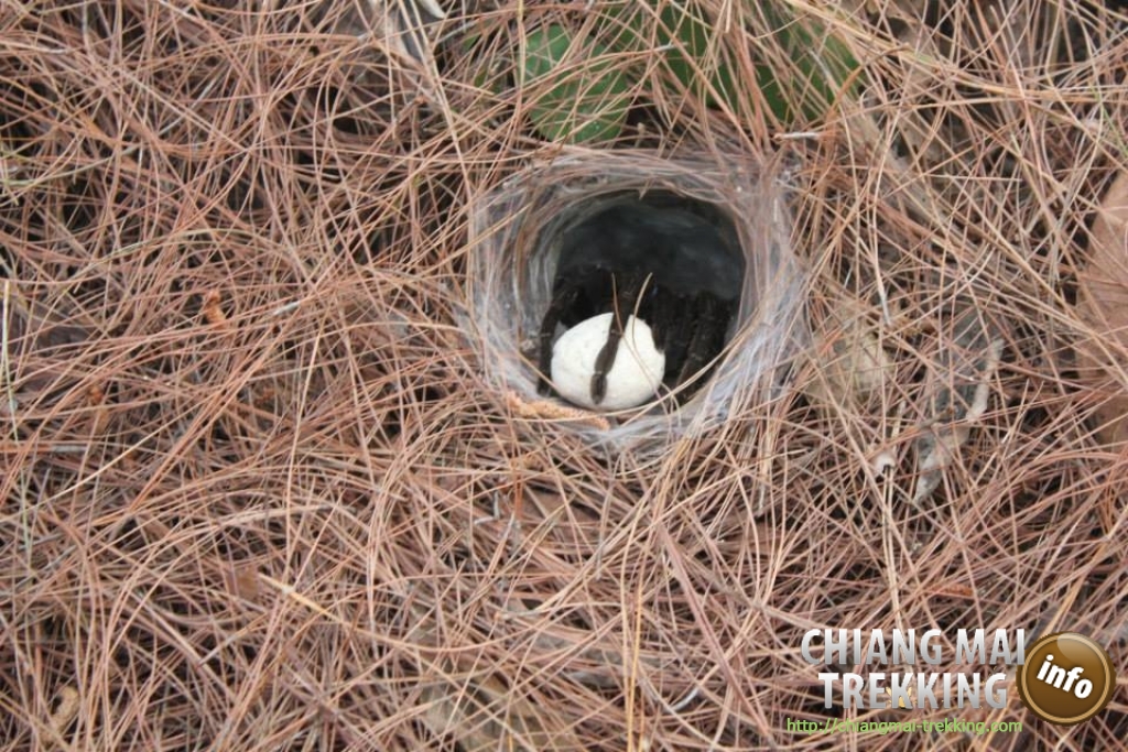 3-days/2-nights Trekking Tour | Chiang Mai Trekking | Le meilleur trekking &agrave; Chiang Mai avec Piroon Nantaya